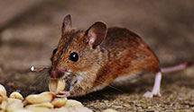 24 Hour & Emergency Exterminators in Paxtonville, PA